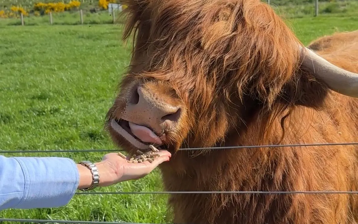 A Highland cow in a Scottish field