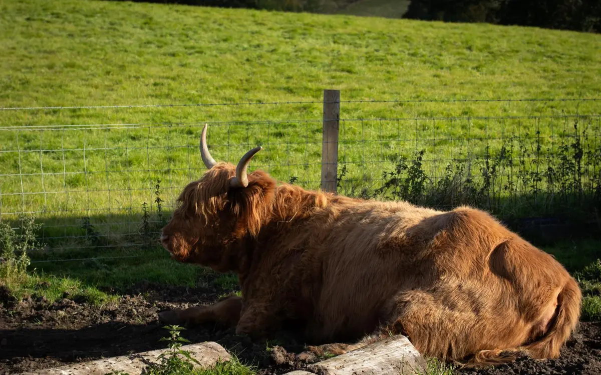 A Highland cow in a field in Scotland