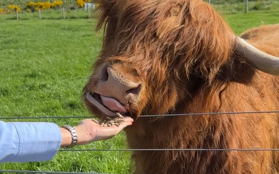 A Highland cow being fed by hand in a Scottish field